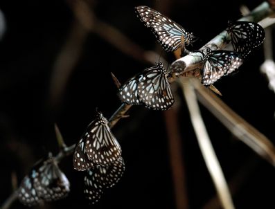 SOUTHERN - Indıa Butterflıes