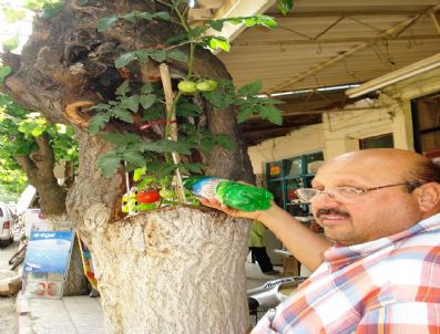 MUSTAFA UYSAL - Ağaç Kovuğunda Domates Yetiştirdi
