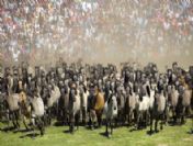 Germany Anımal Wıld Horses