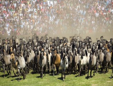 Germany Anımal Wıld Horses