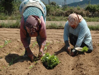 ÇAMKÖY - Milas'ta Tütüncülüğü Yaşatma Çabaları