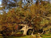 300 yıllık ağaç için otelin yerini değiştirdi