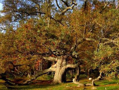 300 yıllık ağaç için otelin yerini değiştirdi
