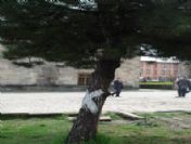 Yakutiye'den Fidan Hassasiyeti