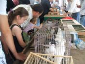 Lüleburgaz'da Kürklü Kanatlı Kümes Ve Kafes Hayvanları Festivali