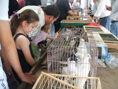 EMIN HALEBAK - Lüleburgaz'da Kürklü Kanatlı Kümes Ve Kafes Hayvanları Festivali