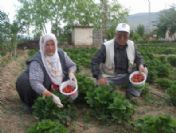 Sarıca'da Çilek Mevsimi Başladı