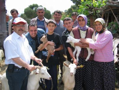 SAANEN - Demir'de Muhtaç Ailelere Süt Keçisi Dağıtıldı