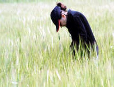 Aydın'da Süneyle Mücadele Çalışmaları