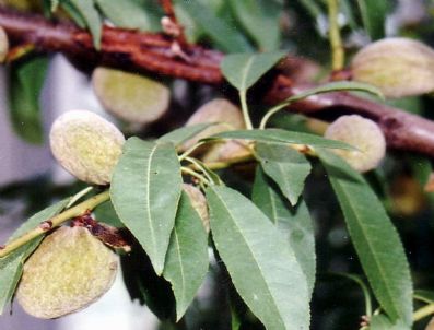 ALI KATıRCı - Balat Köyü Bademle Kalkınacak