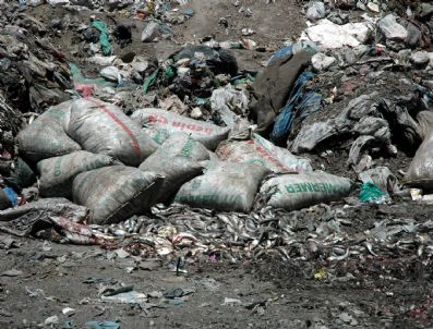 Van'da 9 Bin 500 Kilo Kaçak Avlanmış Balık Ele Geçirildi