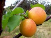 Her Biri 150 Gram Ağırlığında Gelen Kayısı