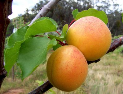 Her Biri 150 Gram Ağırlığında Gelen Kayısı