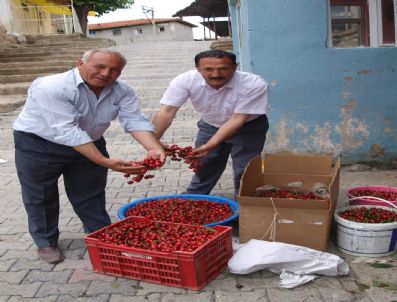 NAPOLYON - Selendi'den Yurt Dışına Günde 20 Ton Kiraz