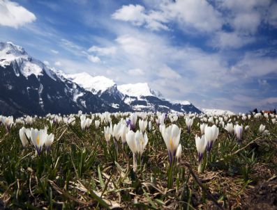 NAVANETHEM PILLAY - Swıtzerland Nature