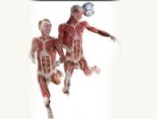 İnsan bedeninin gizemi açığa çıkıyor