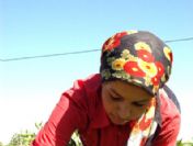 500 bin kişi tarım sektörüne geri döndü