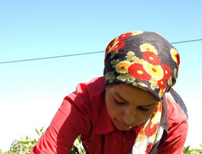 500 bin kişi tarım sektörüne geri döndü