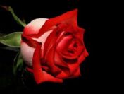 Birbirinden güzel ve manalı kandil mesajları ( Regaip Kandil SMS'leri ) ve e-kart