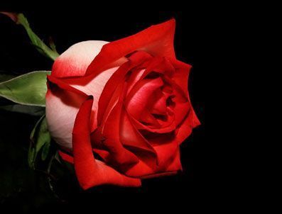 REGAİB KANDİLİ 2013 - Birbirinden güzel ve manalı kandil mesajları ( Regaip Kandil SMS'leri ) ve e-kart