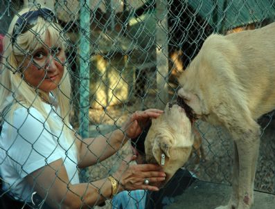 Engelli Hayvanlara Keman Dinletisi