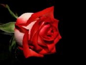 Regaip Kandili nedir? ve Regâib Kandili duası