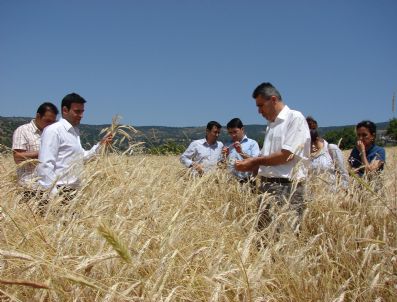 YALÇıN SEZGIN - Demirci'de Tritikale Tarımı