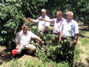 Erikler Rüzgar Mağduru Oldu