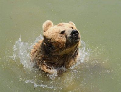 BENGAL - Sudan Çıkmaz Oldular