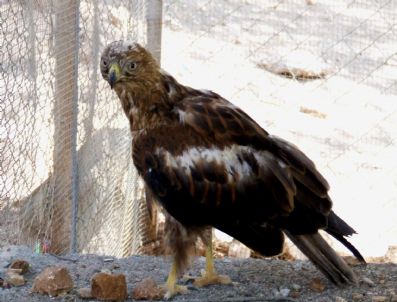 Yaralı Kartal İyileşti