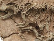 Dünyanın en büyük dinazor mezarlığı