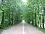 Bartın-karabük Arasındaki Doğal Ağaç Tüneli Korunacak