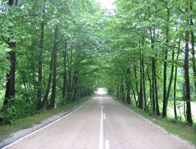 MUHAMMET RıZA YALÇıNKAYA - Bartın-karabük Arasındaki Doğal Ağaç Tüneli Korunacak