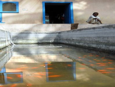 Indıa Ornamental Fısh