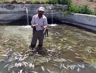 Elektrik borcu yüzünden 25 bin balık telef oldu