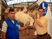 Deniz Feneri Derneği Üreticilere 189 Saanen Keçisi Dağıttı