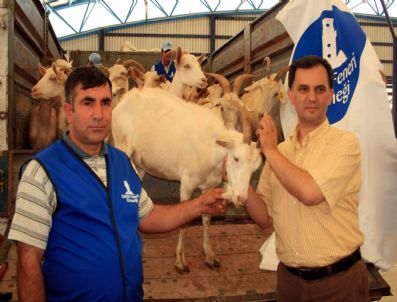SAANEN - Deniz Feneri Derneği Üreticilere 189 Saanen Keçisi Dağıttı