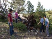 Hortum Ormanı Yok Etti