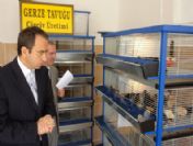 Nesli Tükenmek Üzere Olan Hacıkadı Tavuğu Ve Horozuna Devlet Eli