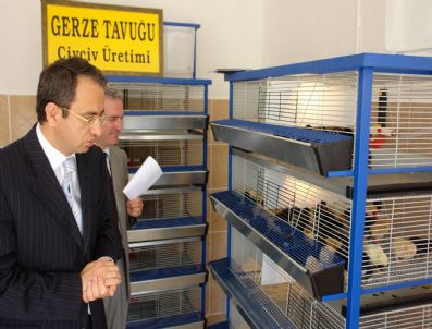 METIN KUBILAY - Nesli Tükenmek Üzere Olan Hacıkadı Tavuğu Ve Horozuna Devlet Eli