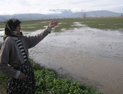 TARıM SIGORTALARı HAVUZU - Dolu Ve Sel Mağduru Üreticilere Kötü Haber