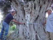 Kuşadası'ndaki Bin Yıllık Zeytin Ağaçları