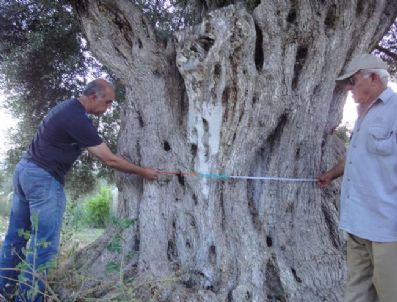 Kuşadası'ndaki Bin Yıllık Zeytin Ağaçları