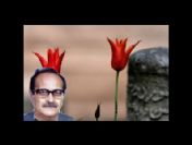 Gazeteci Orhan Tahsin hayatını kaybetti