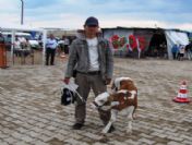 Hisarcık'ta 'En Güzel Buzağı' Yarışması