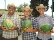 Ödemişli Karpuz Üreticisi Zor Durumda