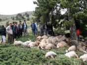 Uşak'ta Yıldırım Düşmesi Sonucu 150 Koyun Telef Oldu