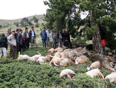 Uşak'ta Yıldırım Düşmesi Sonucu 150 Koyun Telef Oldu
