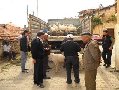 Emet'te 30 Saanen Tekesi Dağıtıldı