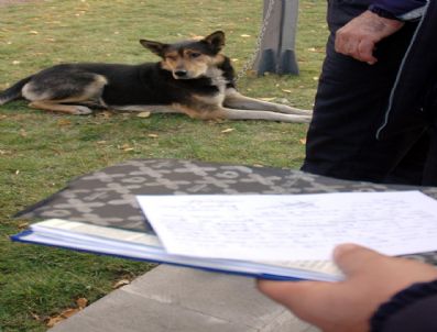 Erzurum'da Çevreyi Rahatsız Edecek Şekilde Köpek Gezdirenlere Ceza